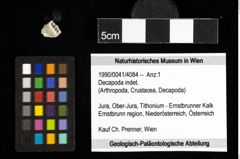 Foto (Objekt + Etiketten) von Decapoda indet. 